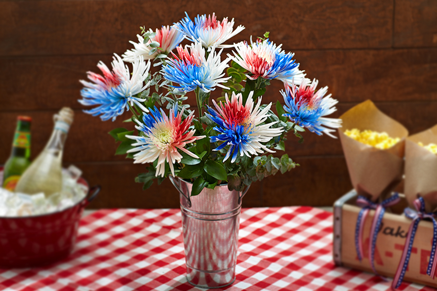 Photo of Fourth of July painted spider mums