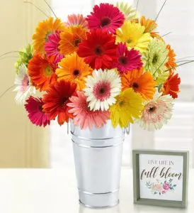 Photo of Gerbera Daisies