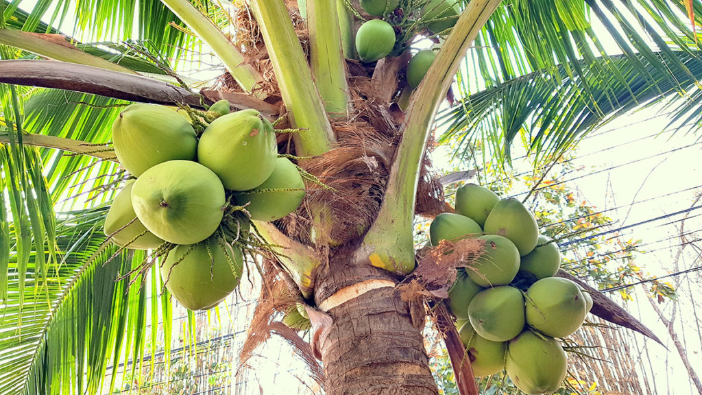 Photo of a coconut tree