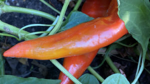 Photo of Smile Farms red pepper for hot sauce