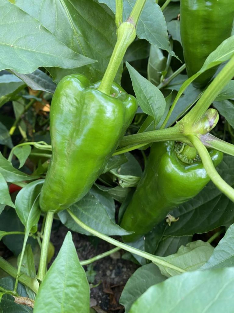 Photo of green peppers for hot sauce
