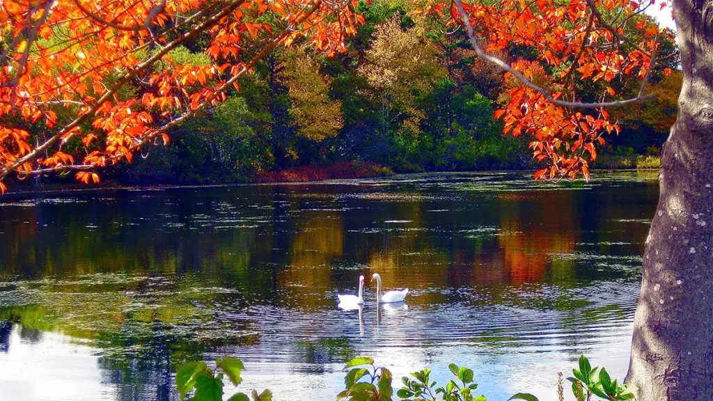 Photo of a scenic fall setting