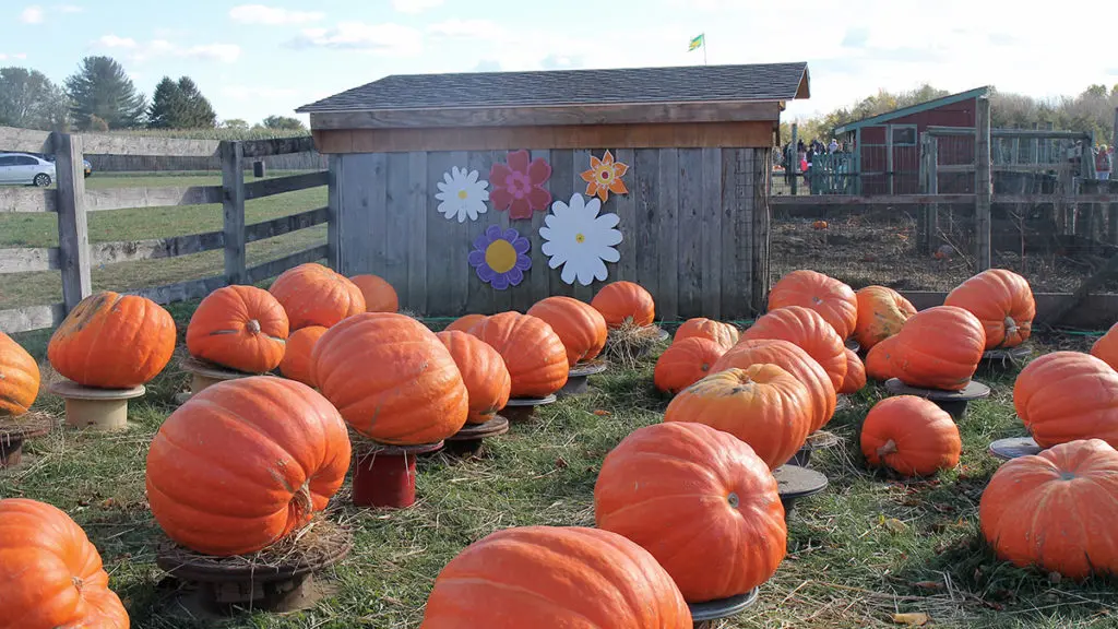 Photo of a pumpkin patch