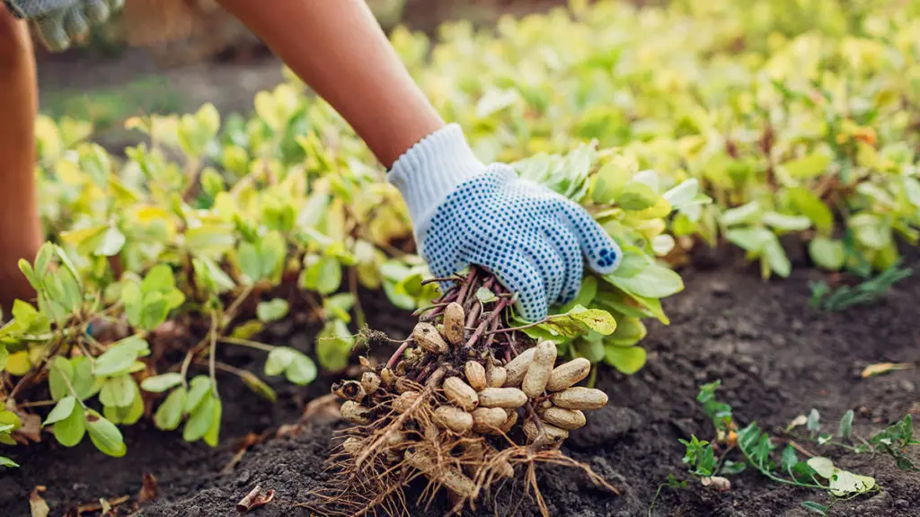 Photo of a person planting peanuts