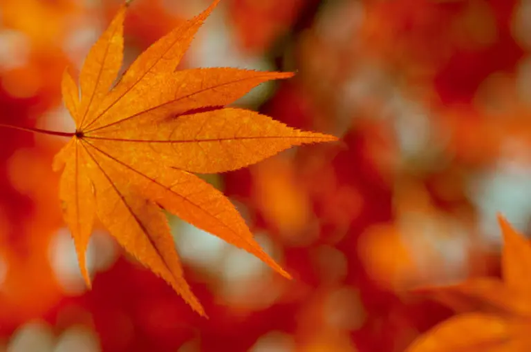 Photo of a colorful fall leaf