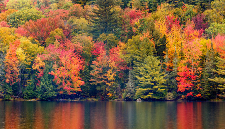 Photo of fall foliage