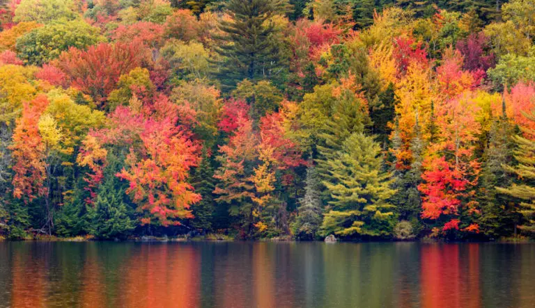 Photo of fall foliage