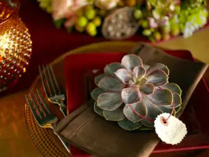 Photo of succulent resting on a cloth napkin