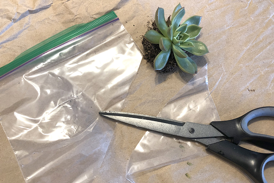 Photo of a succulent, plastic bag, and scissors