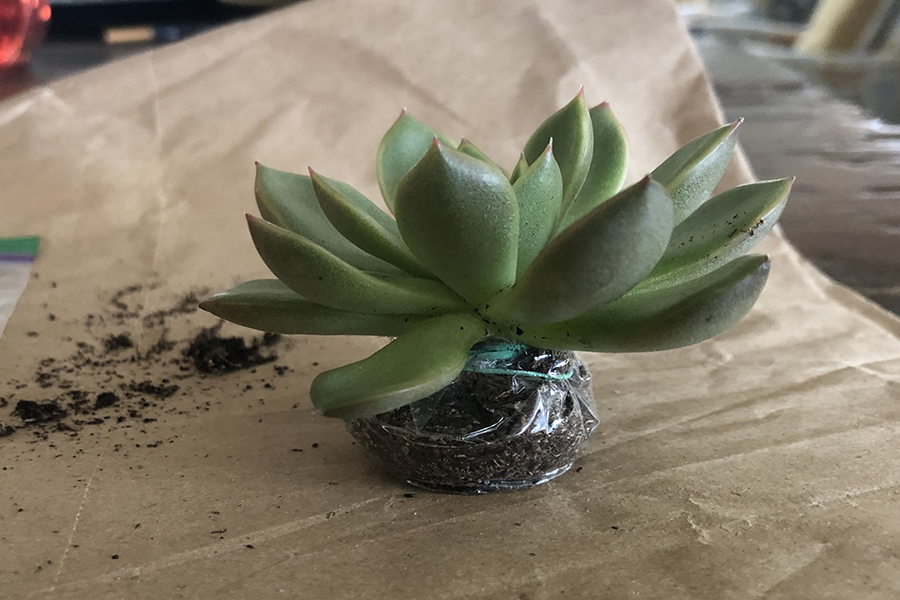 Photo of succulent with roots in a plastic bag