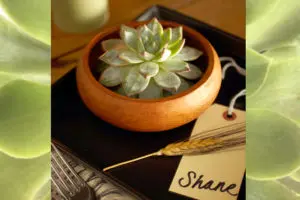 Photo of succulent in wooden bowl