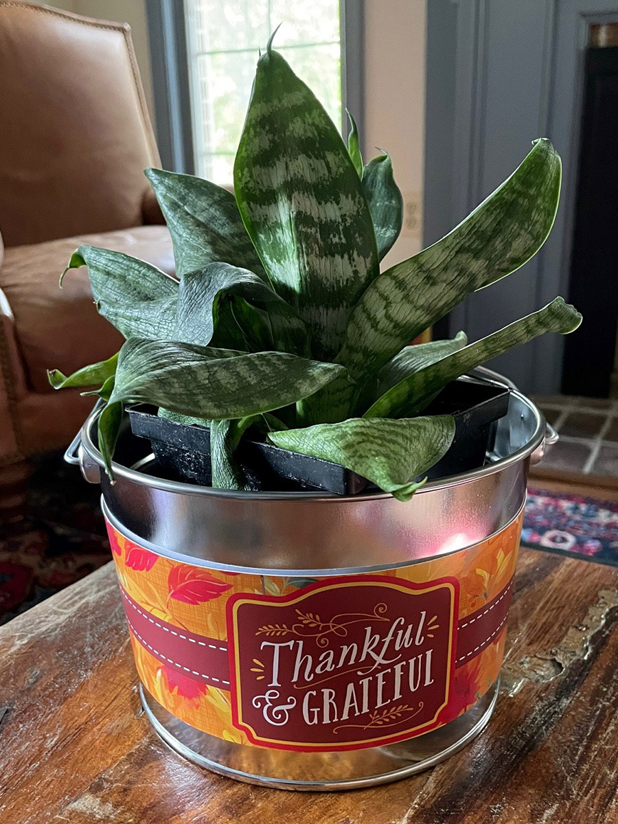 Photo of a succulent in a cookie tin