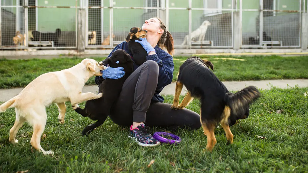 Photo of woman playing with dogs at shelter