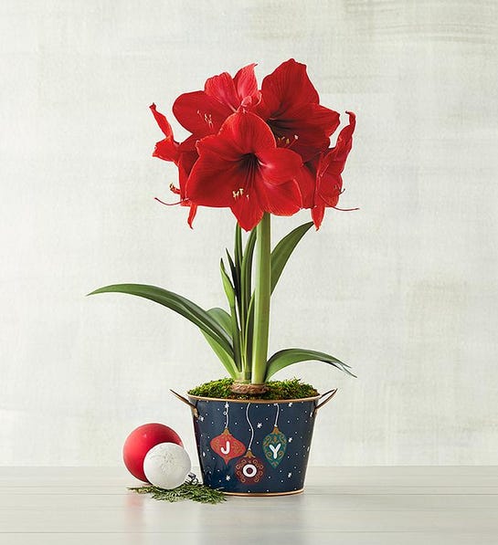 Red Lion Amaryllis