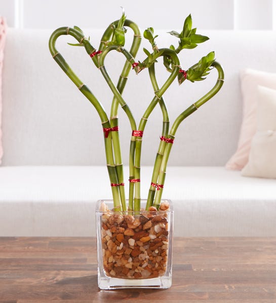 romantic Valentine's Day gifts: bamboo plant