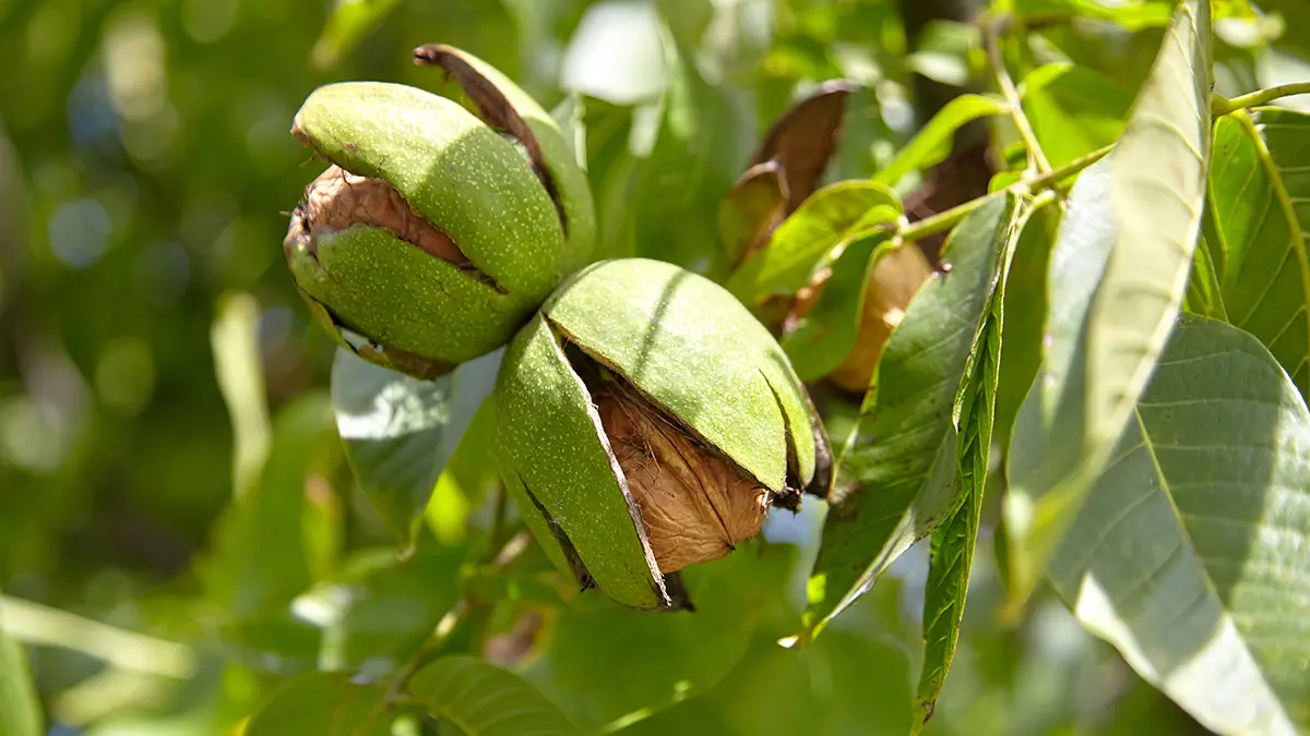 facts about walnuts: walnuts on a tree