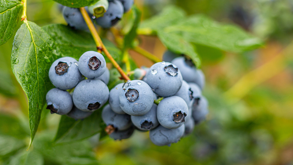 facts-about-blueberries: blueberries growing on a bush
