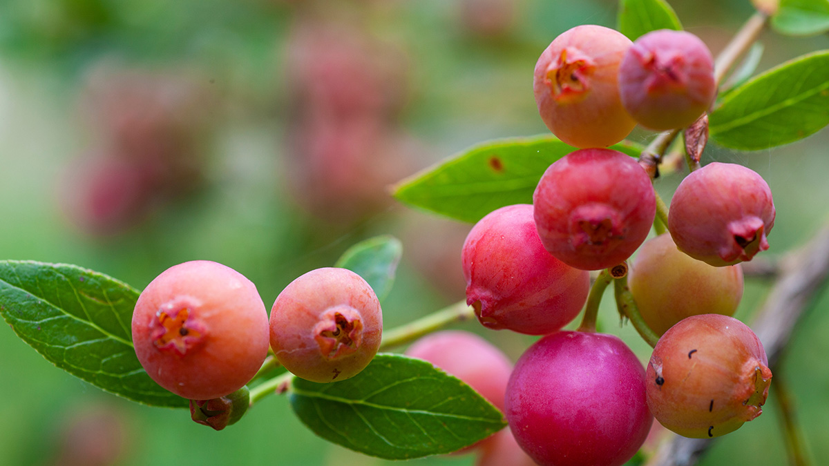 facts-about-blueberries: pink blueberries