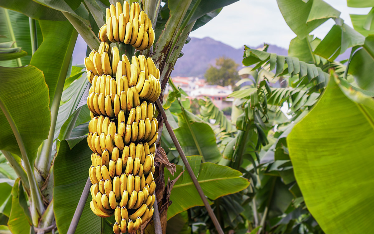 facts-about-bananas: banana tree