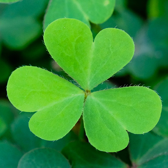 st. patrick's day: shamrock