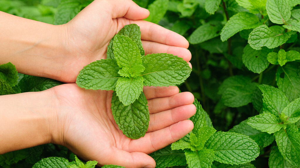 history of peppermint peppermint leaves